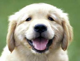 Puppy